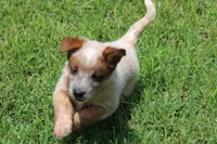 Stocky Red Male , a male Australian Cattle Dog for sale in Mount Vernon, MO – 4 of 7