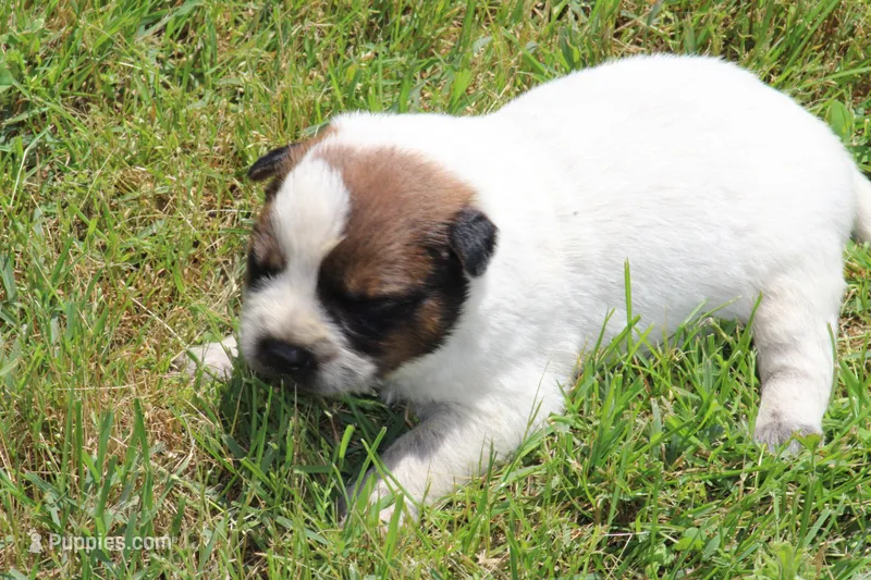 Red Male #1 – Australian Cattle Dog puppy for sale in Mount Vernon, MO