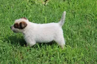Red Male #2, a male Australian Cattle Dog for sale in Mount Vernon, MO – 4 of 8