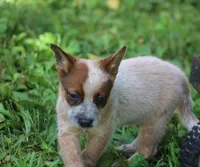 Red Female #4, a female Australian Cattle Dog for sale in Mount Vernon, MO – 2 of 10
