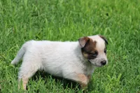 Red Male #2, a male Australian Cattle Dog for sale in Mount Vernon, MO – 5 of 8