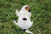 Red Female #2, a female Australian Cattle Dog for sale in Mount Vernon, MO – 6 of 8