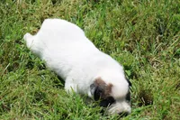 Red Male #2, a male Australian Cattle Dog for sale in Mount Vernon, MO – 4 of 8