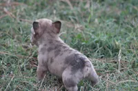 Merle Boy, a male French Bulldog for sale in Mount Vernon, MO – 4 of 7