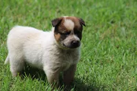 Red Male #1, a male Australian Cattle Dog for sale in Mount Vernon, MO – 6 of 9