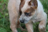 Red Female #4, a female Australian Cattle Dog for sale in Mount Vernon, MO – 3 of 9