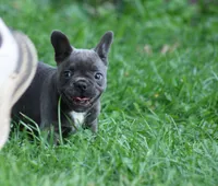 Blue Girl, a female French Bulldog for sale in Mount Vernon, MO – 2 of 5