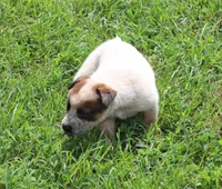 Red Female #4, a female Australian Cattle Dog for sale in Mount Vernon, MO – 5 of 7