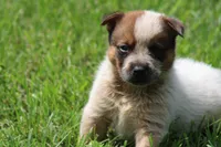 Red Female #2, a female Australian Cattle Dog for sale in Mount Vernon, MO – 2 of 6