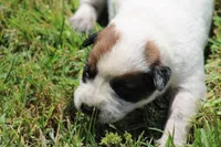 Red Female #4, a female Australian Cattle Dog for sale in Mount Vernon, MO – 2 of 9