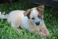 Red Male #3, a male Australian Cattle Dog for sale in Mount Vernon, MO – 8 of 10