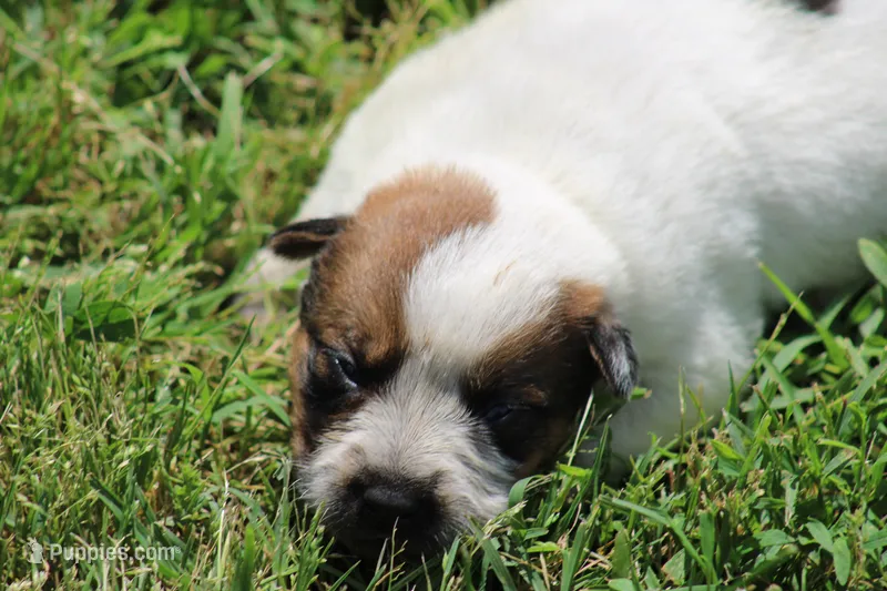 Red Female #2 – Australian Cattle Dog puppy for sale in Mount Vernon, MO
