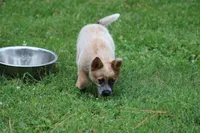Red Female #3, a female Australian Cattle Dog for sale in Mount Vernon, MO – 9 of 10