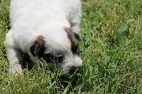 Red Female #1, a female Australian Cattle Dog for sale in Mount Vernon, MO – 6 of 8