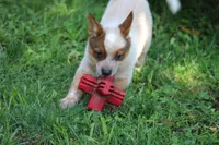 Red Female #5, a female Australian Cattle Dog for sale in Mount Vernon, MO – 4 of 9