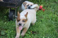 Red Female #5, a female Australian Cattle Dog for sale in Mount Vernon, MO – 6 of 9