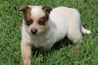 Red Female #5, a female Australian Cattle Dog for sale in Mount Vernon, MO – 1 of 8