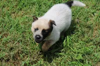 Red Female #3, a female Australian Cattle Dog for sale in Mount Vernon, MO – 6 of 7