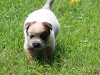 Red Male #3, a male Australian Cattle Dog for sale in Mount Vernon, MO – 1 of 9