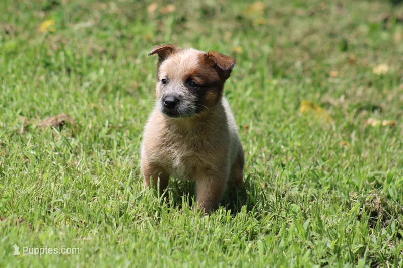 Red Male #3 – Australian Cattle Dog puppy for sale in Mount Vernon, MO