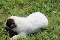 Red Female #1, a female Australian Cattle Dog for sale in Mount Vernon, MO – 5 of 8