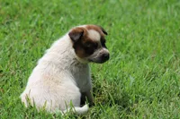 Red Male #1, a male Australian Cattle Dog for sale in Mount Vernon, MO – 8 of 9