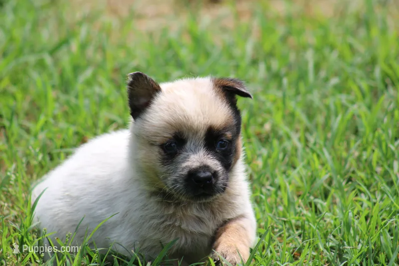 Red Female #3 – Australian Cattle Dog puppy for sale in Mount Vernon, MO