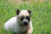 Red Female #3, a female Australian Cattle Dog for sale in Mount Vernon, MO – 1 of 7