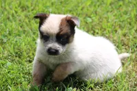 Red Female #1, a female Australian Cattle Dog for sale in Mount Vernon, MO – 5 of 7