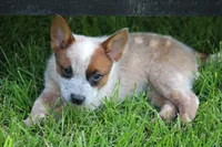 Red Female, a female Australian Cattle Dog for sale in Mount Vernon, MO – 6 of 7
