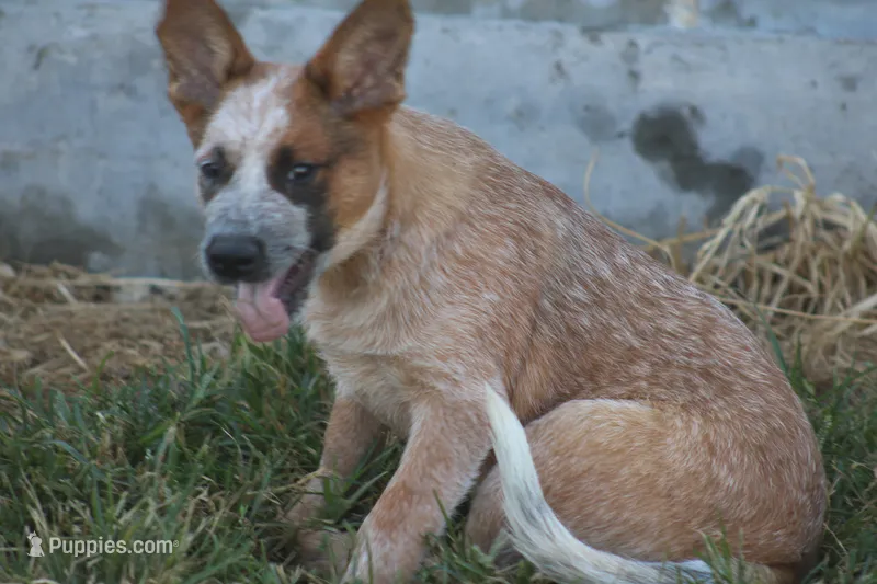 Red Male #3 – Australian Cattle Dog puppy for sale in Mount Vernon, MO