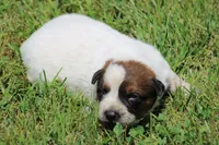 Red Male #1, a male Australian Cattle Dog for sale in Mount Vernon, MO – 2 of 8