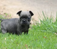 Tiny Blue Female , a female French Bulldog for sale in Mount Vernon, MO – 4 of 6
