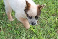 Red Female #1, a female Australian Cattle Dog for sale in Mount Vernon, MO – 4 of 9