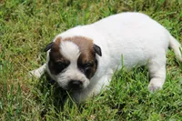 Red Male #1, a male Australian Cattle Dog for sale in Mount Vernon, MO – 6 of 8