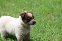 Red Male #1, a male Australian Cattle Dog for sale in Mount Vernon, MO – 5 of 9