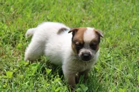 Red Female #2, a female Australian Cattle Dog for sale in Mount Vernon, MO – 6 of 6