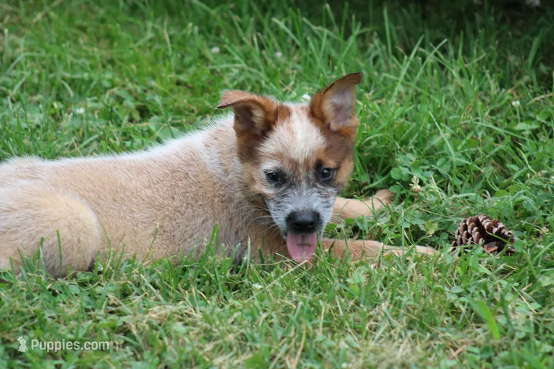 Red Male #3 – Australian Cattle Dog puppy for sale in Mount Vernon, MO