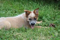 Red Male #3, a male Australian Cattle Dog for sale in Mount Vernon, MO – 1 of 10