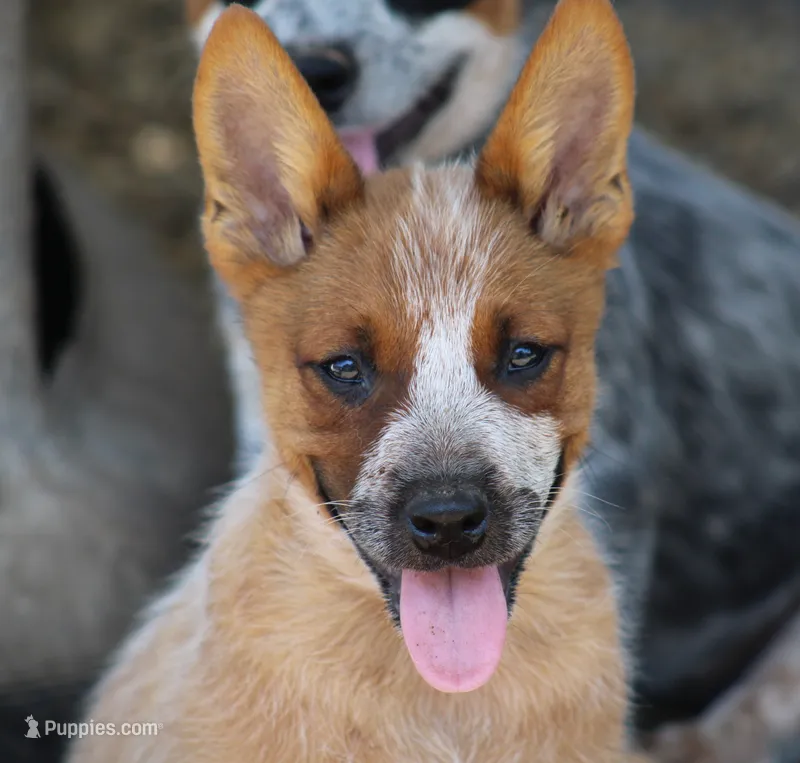 Red Female #2 – Australian Cattle Dog puppy for sale in Mount Vernon, MO