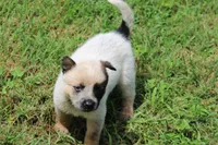 Red Female #3, a female Australian Cattle Dog for sale in Mount Vernon, MO – 7 of 7