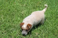 Stocky Red Male , a male Australian Cattle Dog for sale in Mount Vernon, MO – 5 of 7