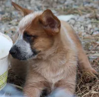 Red Male #3, a male Australian Cattle Dog for sale in Mount Vernon, MO – 3 of 10