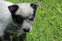 Blue Male , a male Australian Cattle Dog for sale in Mount Vernon, MO – 3 of 9