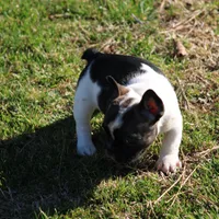 Brindle Piebald Boy 2, a male French Bulldog for sale in Mount Vernon, MO – 3 of 5