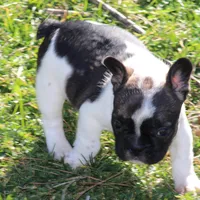 Brindle Piebald Boy 2, a male French Bulldog for sale in Mount Vernon, MO – 4 of 5
