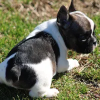 Brindle Piebald Boy 2, a male French Bulldog for sale in Mount Vernon, MO – 5 of 5