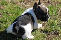Brindle Piebald Boy 2, a male French Bulldog for sale in Mount Vernon, MO – Photo 5 of 5