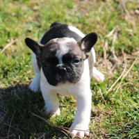 Brindle Piebald Boy 2, a male French Bulldog for sale in Mount Vernon, MO – 2 of 5