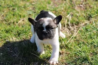 Brindle Piebald Boy 2, a male French Bulldog for sale in Mount Vernon, MO – Photo 2 of 5